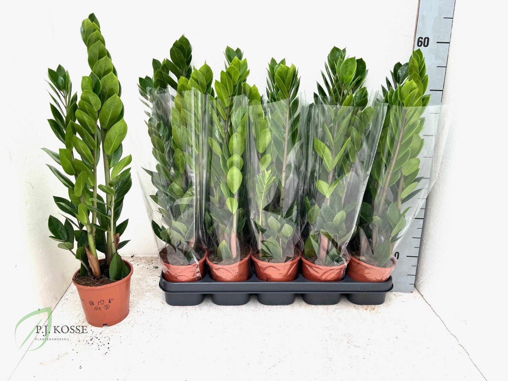 Zamio Zamiifolia 12P 55H 3TAK