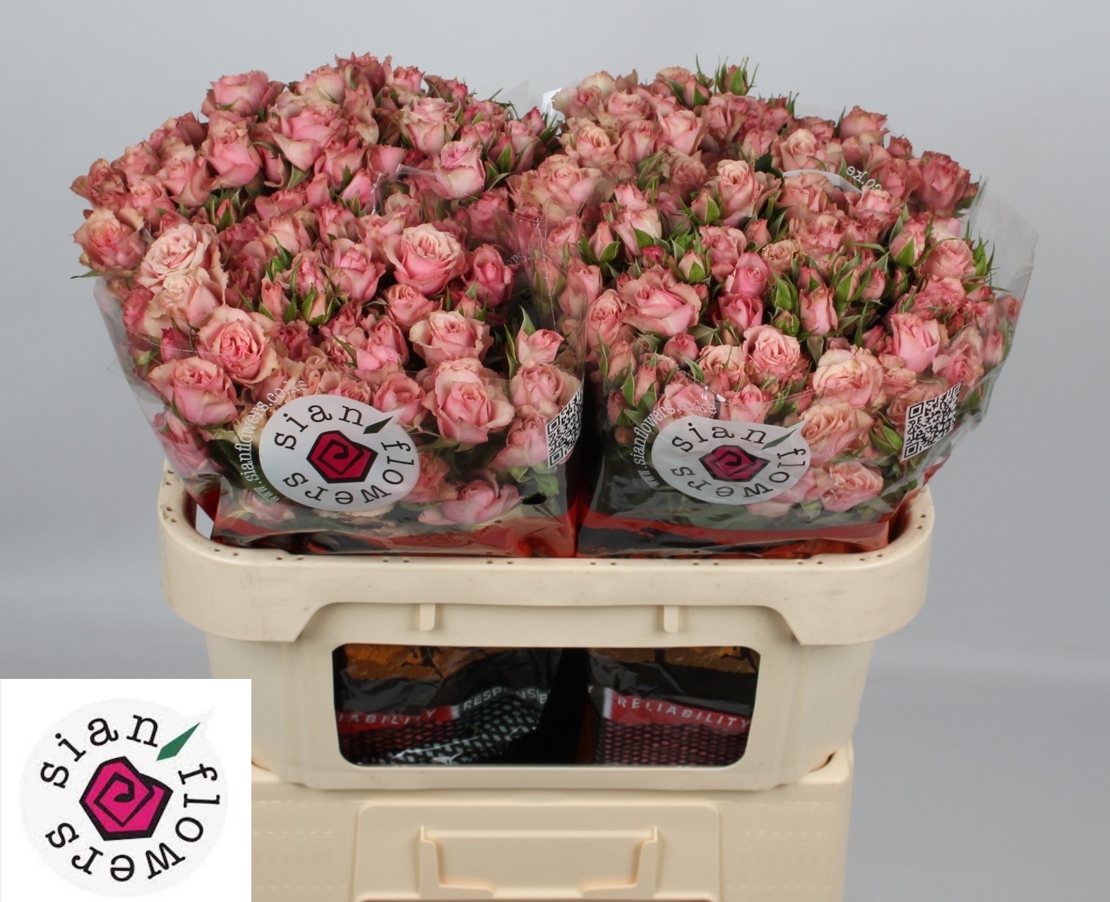 Rosa Spr Latoya 70cm
