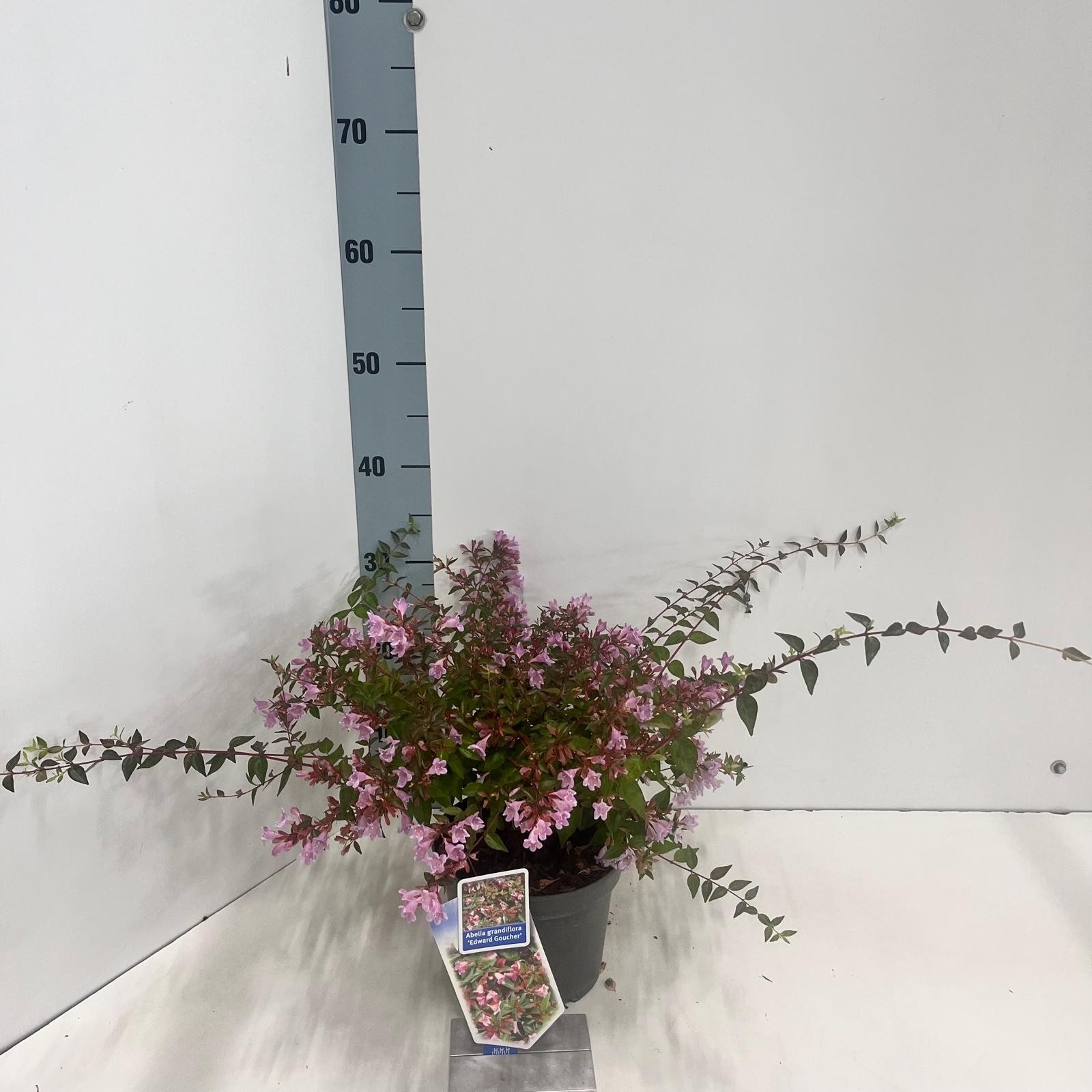 Picture of Abelia ‘Edward Goucher’