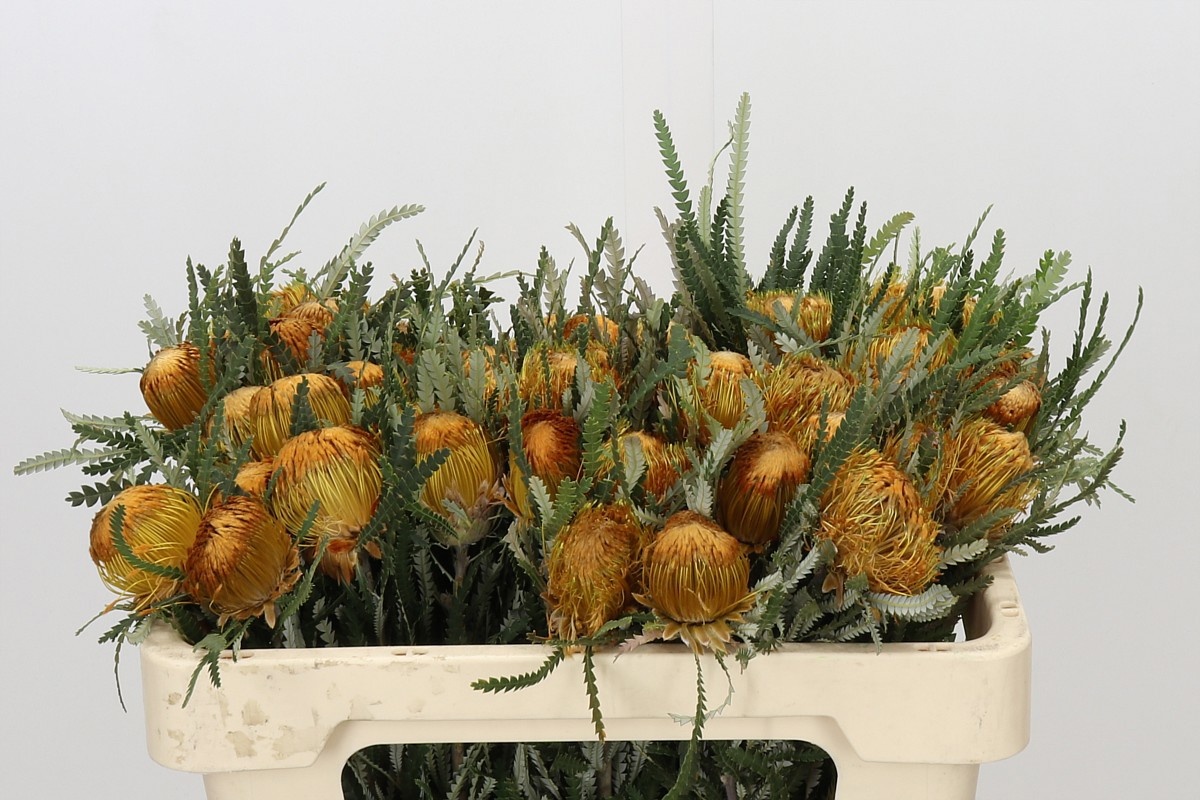 Dryandra Formosa 50cm