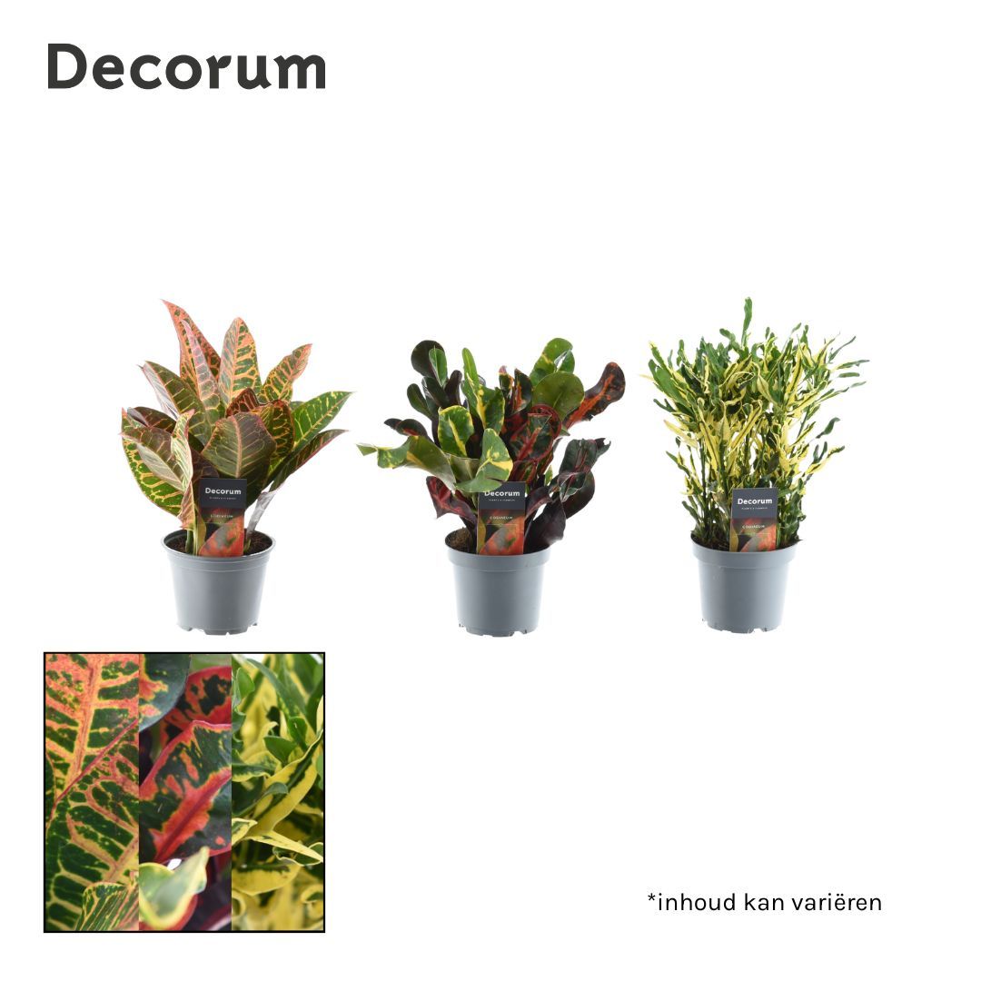 Picture of Croton in varieties head -cutting 3-5 pp (Decorum) P12 30CM