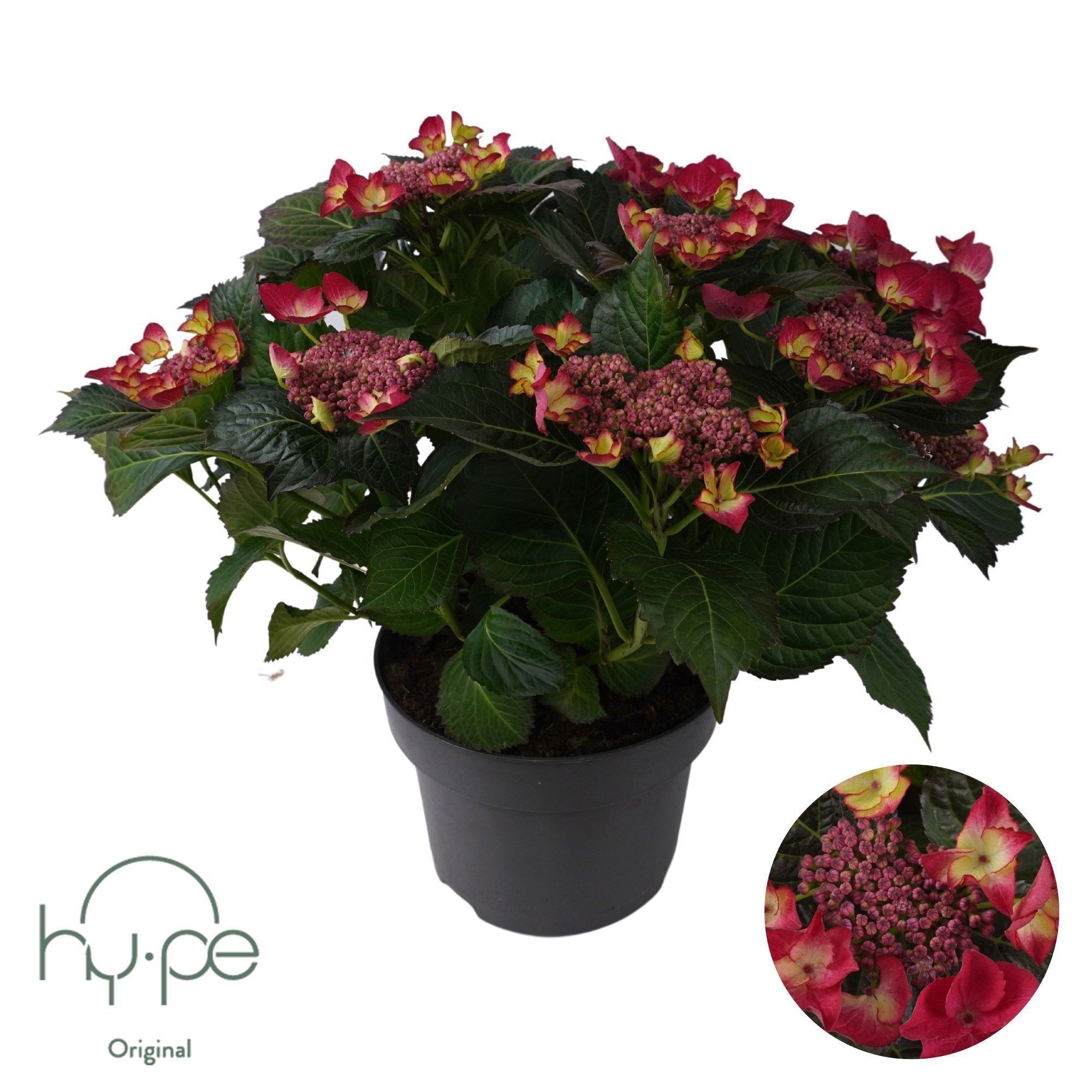 Hydrangea Lacecap Red 10+ | Hy-pe Original