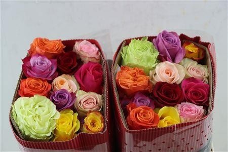 Rosa Mixed In Bunch 50cm