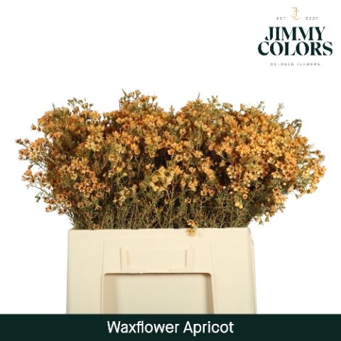 Waxflower L60 Apricot
