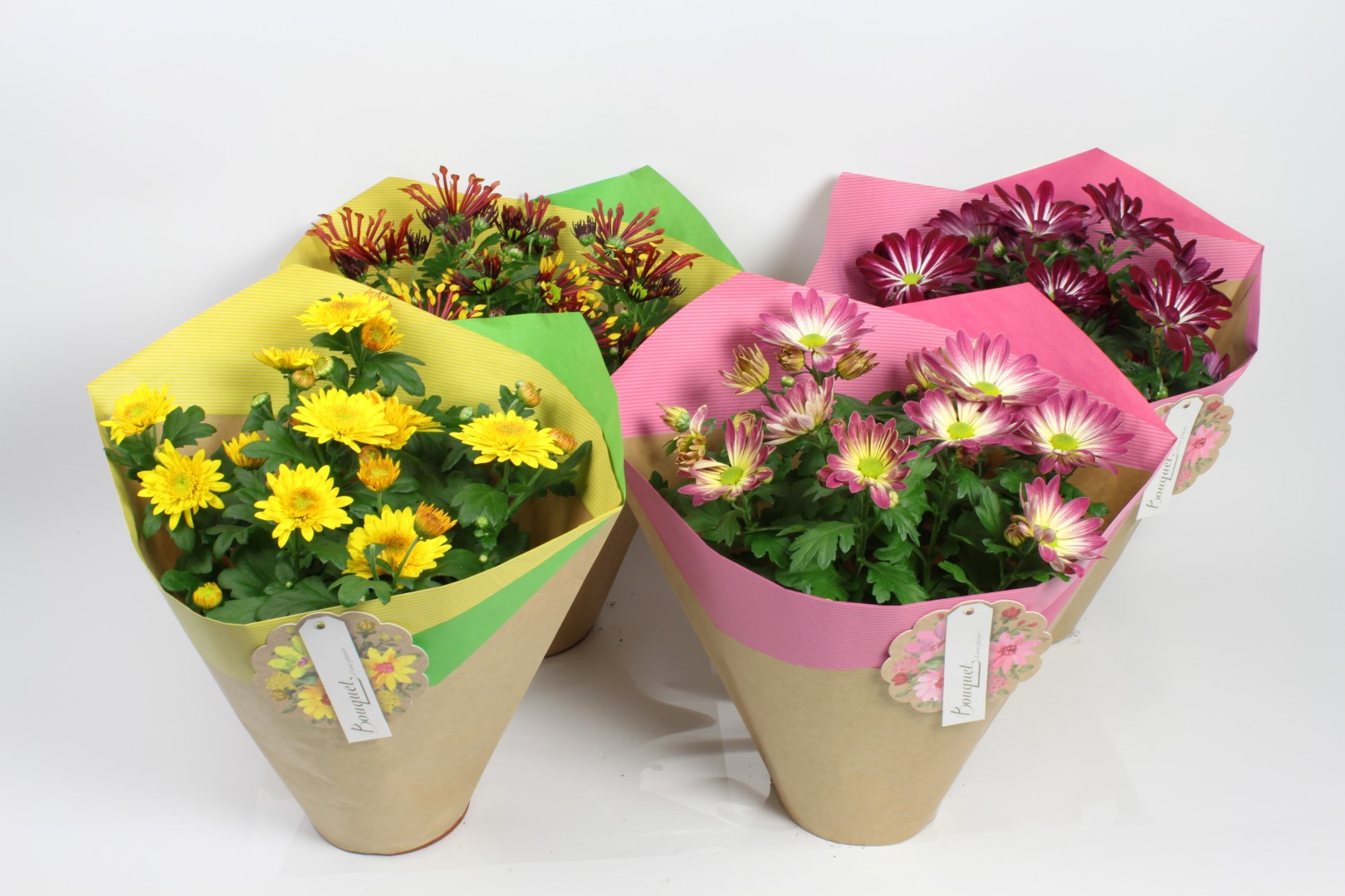 Picture of Chrysant Duo in varieties in paper sleeve P14 27cm