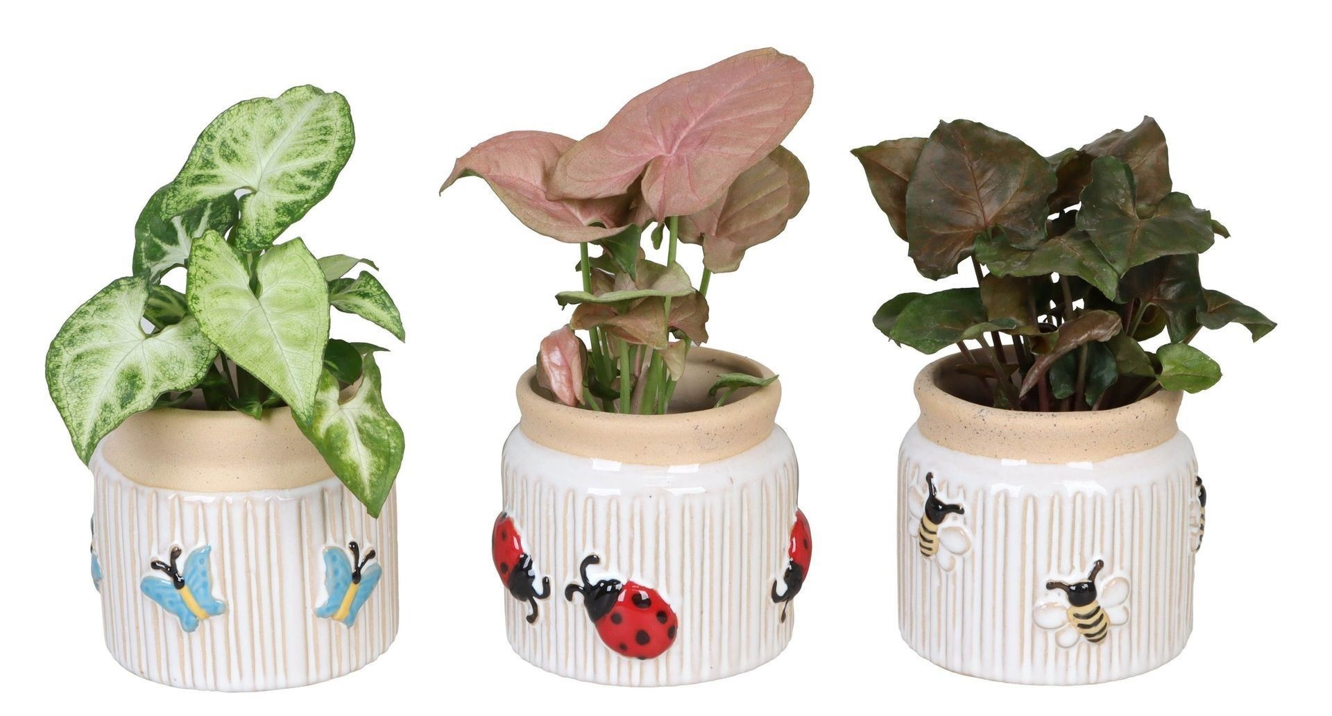 Syngonium L 66640 with Syngonium Mix
