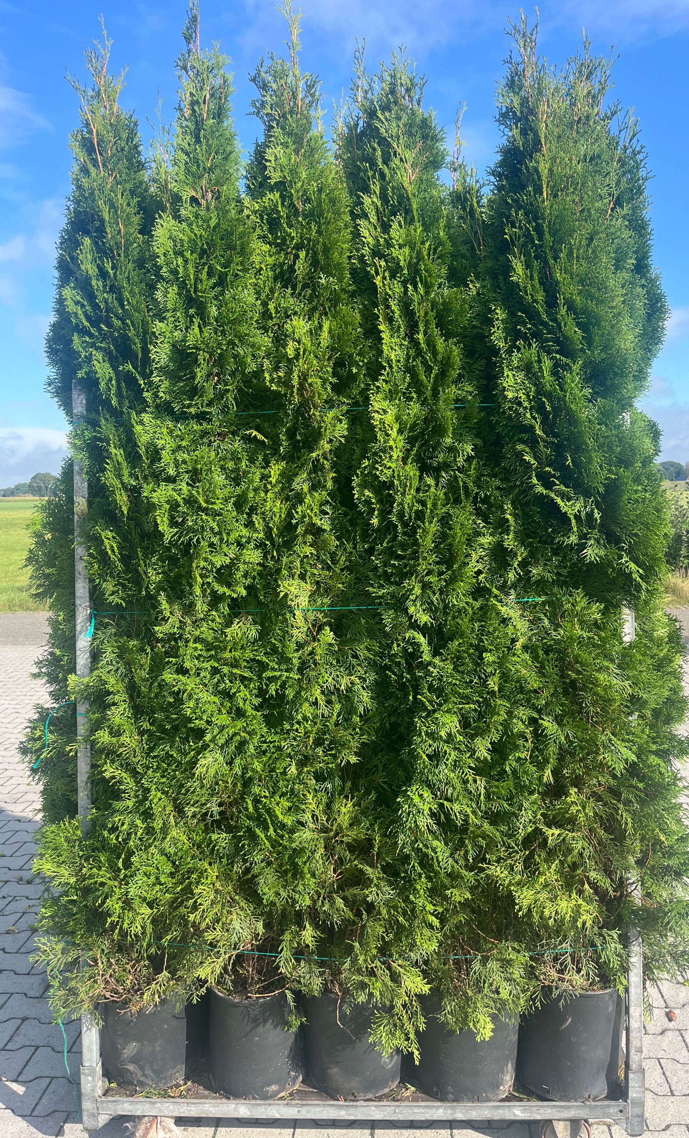 Thuja occ. 'Smaragd' THUJA O SMARAGD | Gardenline