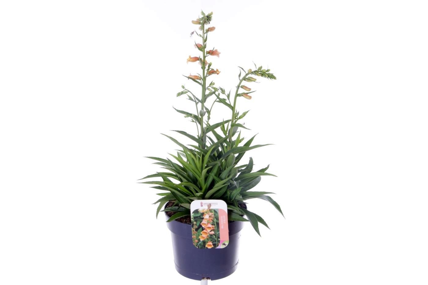 Digitalis Goldcrest ('Waldigone')