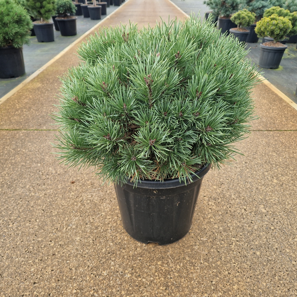 Picture of Pinus sylvestris Sandringham C15