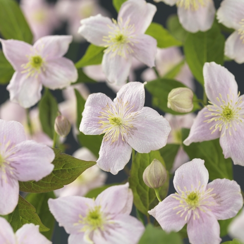 Picture of Clematis montana Mayleen +Long & strong label P23 210cm