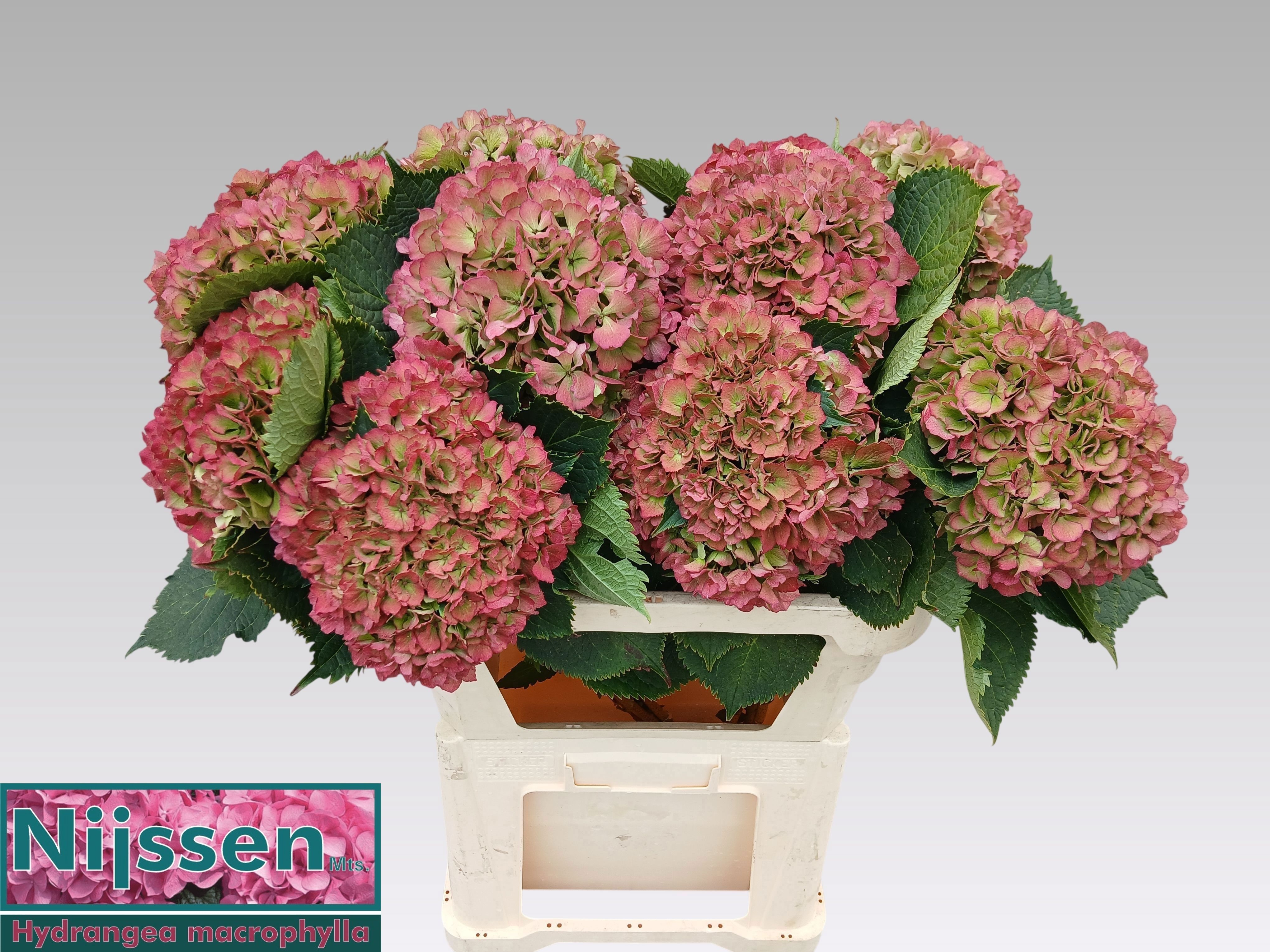 Hydrangea Elbtal Classic Pink 80cm 21Ø