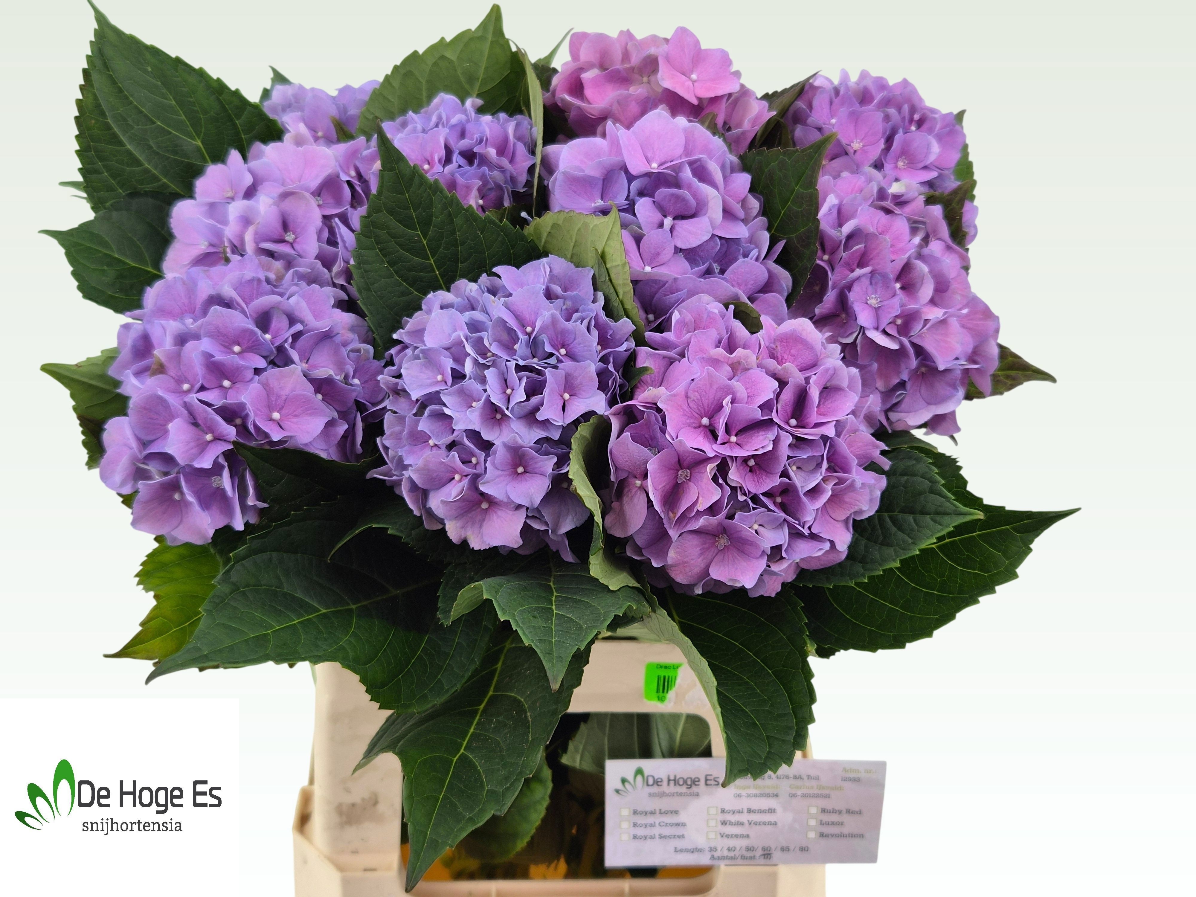 Hydr M Royal Benefit 60cm 12Ø