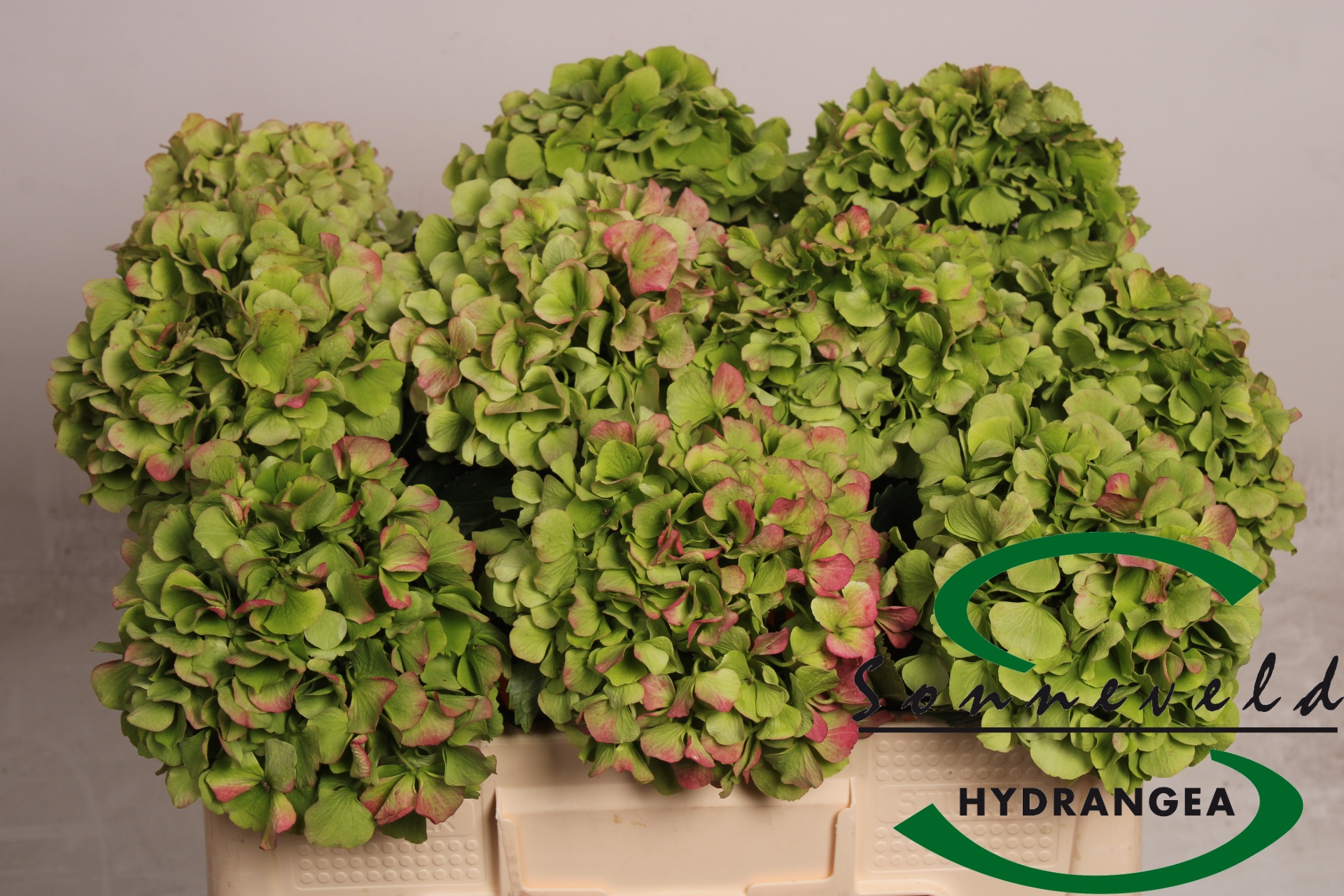 Hydrangea Verena Classic Pink 50cm 17Ø
