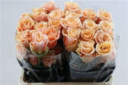 Rosa 50cm