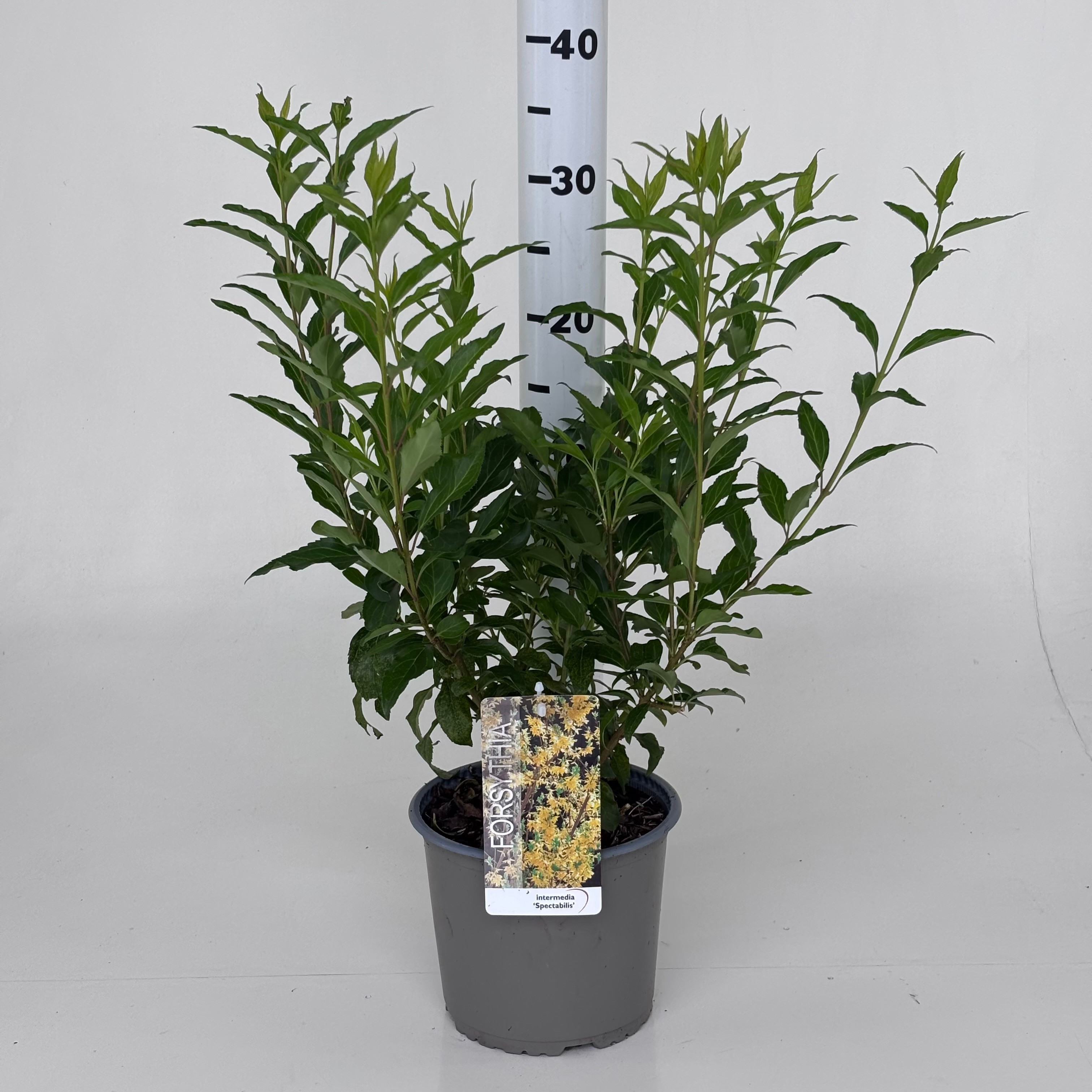 Forsythia intermedia 'Spectabilis'