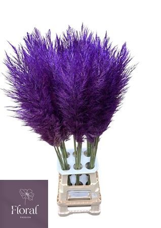 Cortaderia Selloana Dried 120cm