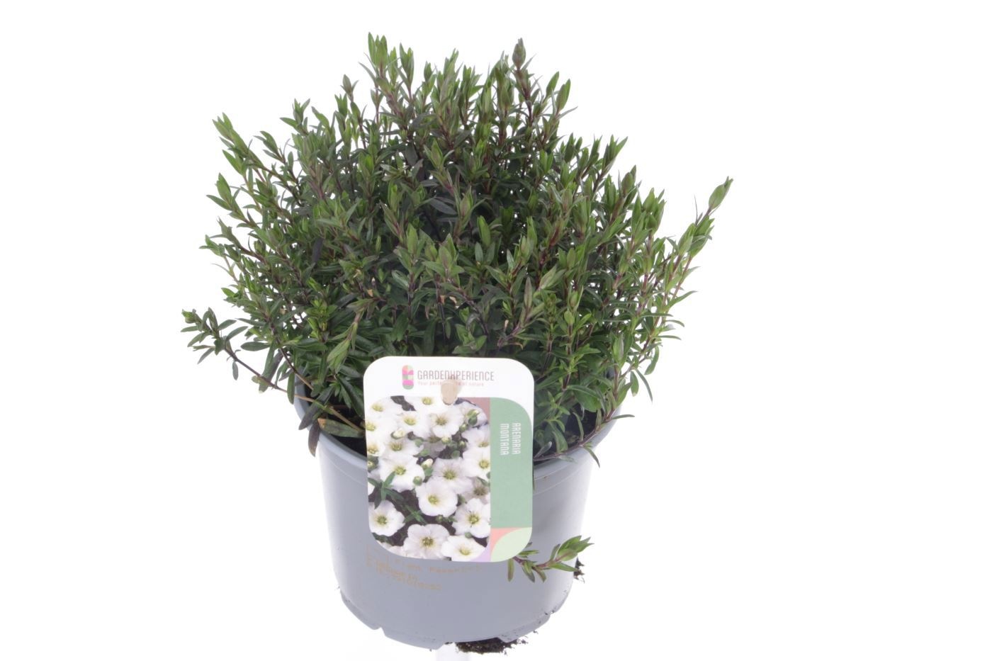 Arenaria montana Ronda White