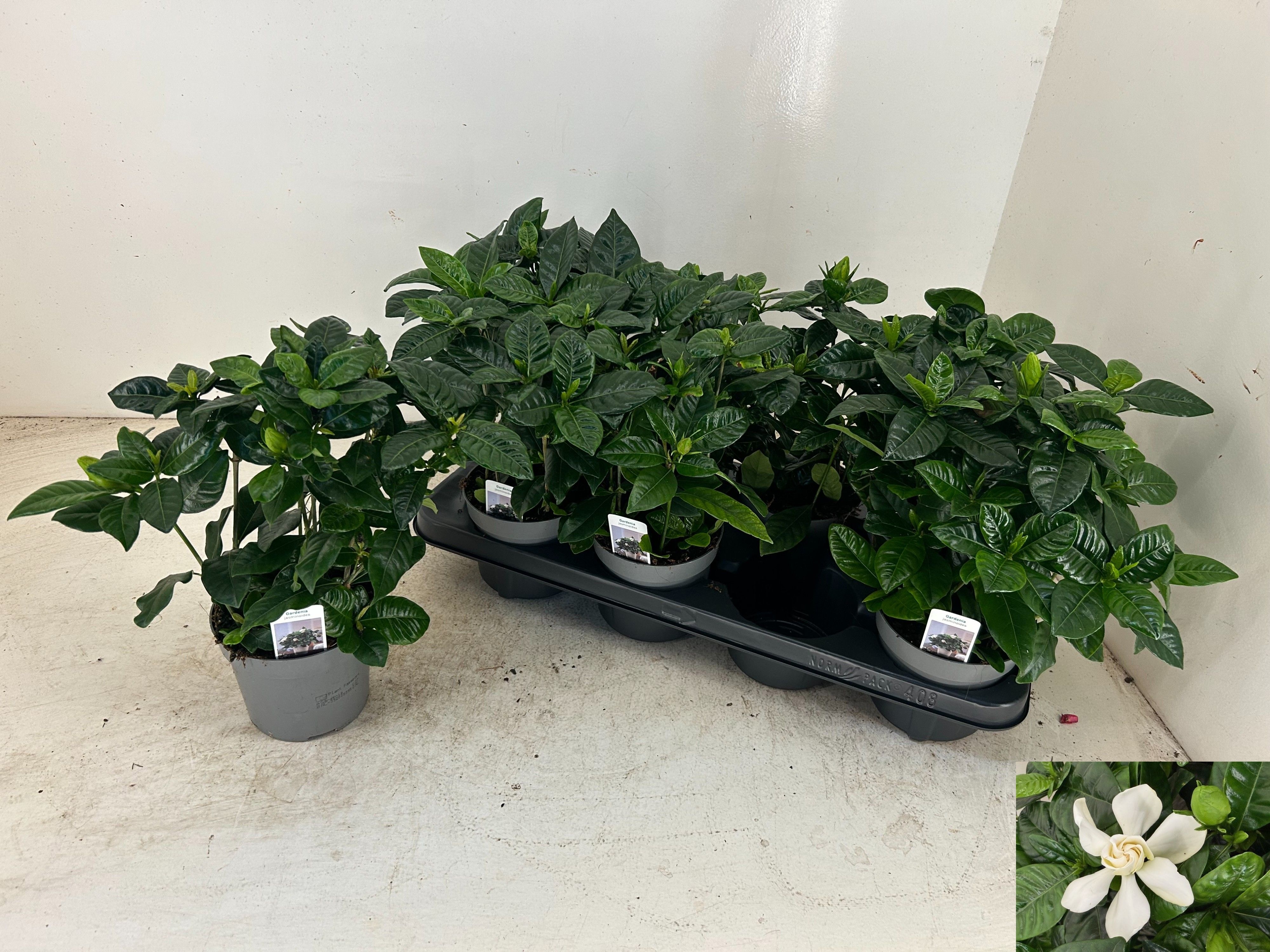 Gardenia Jasminoides 13P 23H 2bloem