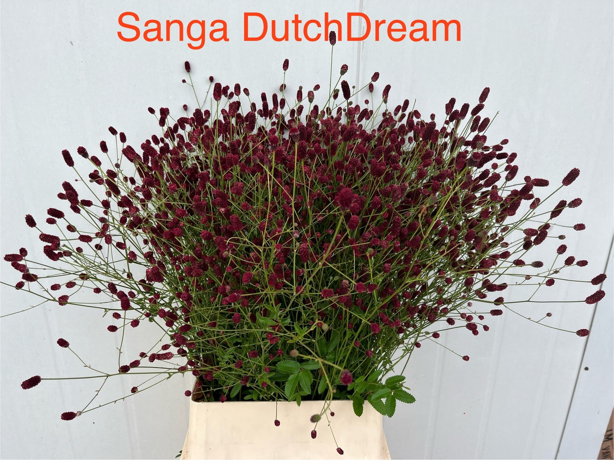 Sanguiso Officinalis