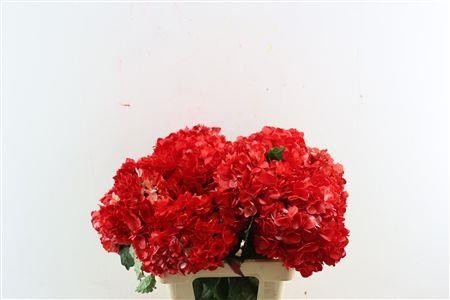 Hydrangea Painted 60cm 18Ø