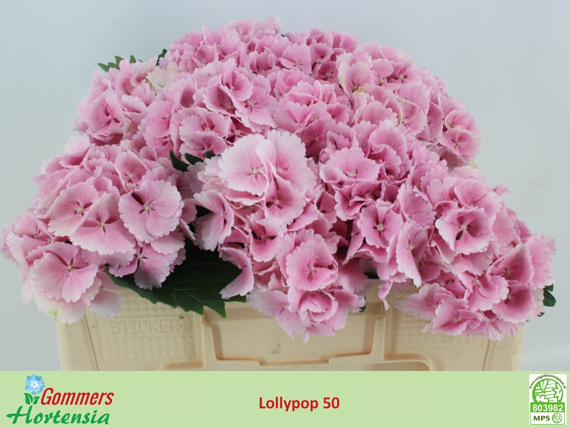Hydrangea Lollypop Lavender 50cm 13Ø