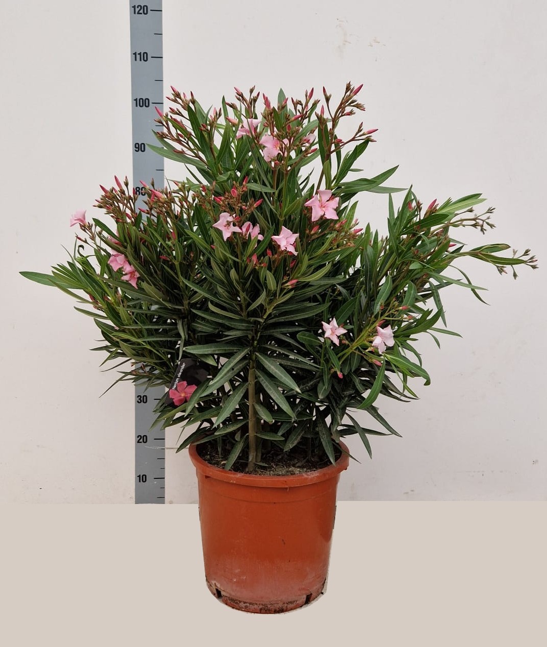 Nerium ol. NERIUM OLEANDER OV | Nerium oleander | Nerium oleander | Green  Indoor Container Plants | Зеленые комнатные растения | Комнатные растения |  Все продукты | OZ Planten