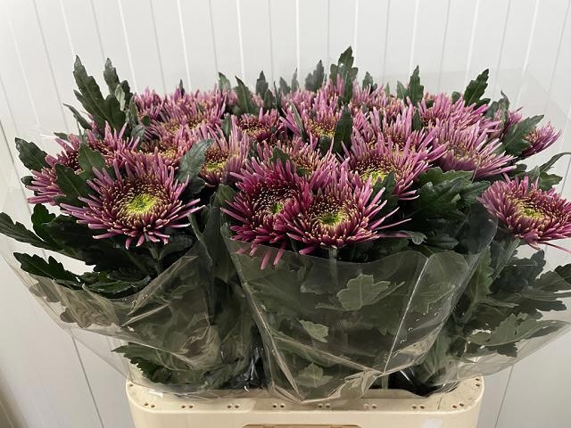 Chr G Tula Purple 70cm 80gram
