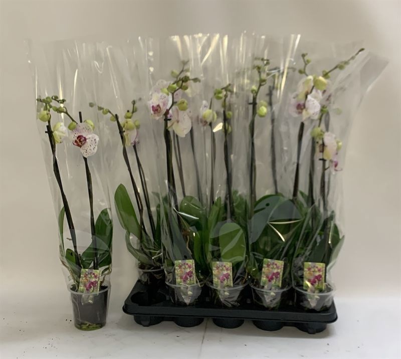Phal Calypso 12P 70H 2TAK 16bloem 12bloei