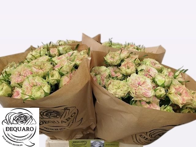 R Tr Grandma F Daisy 40cm