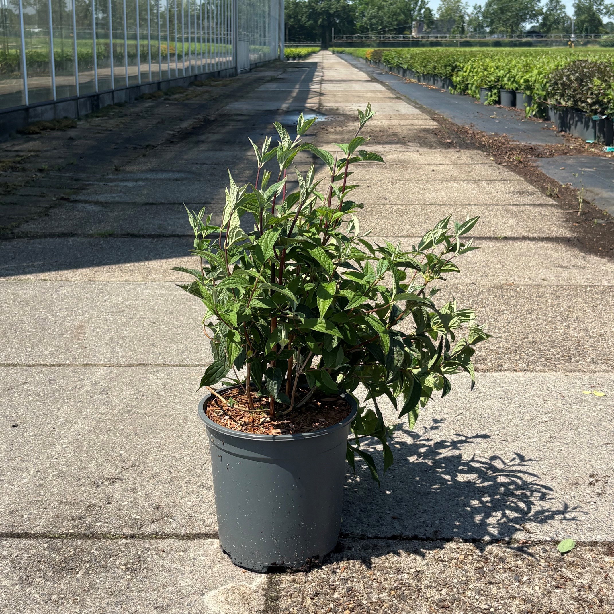 Deutzia hybrida 'Mont Rose'