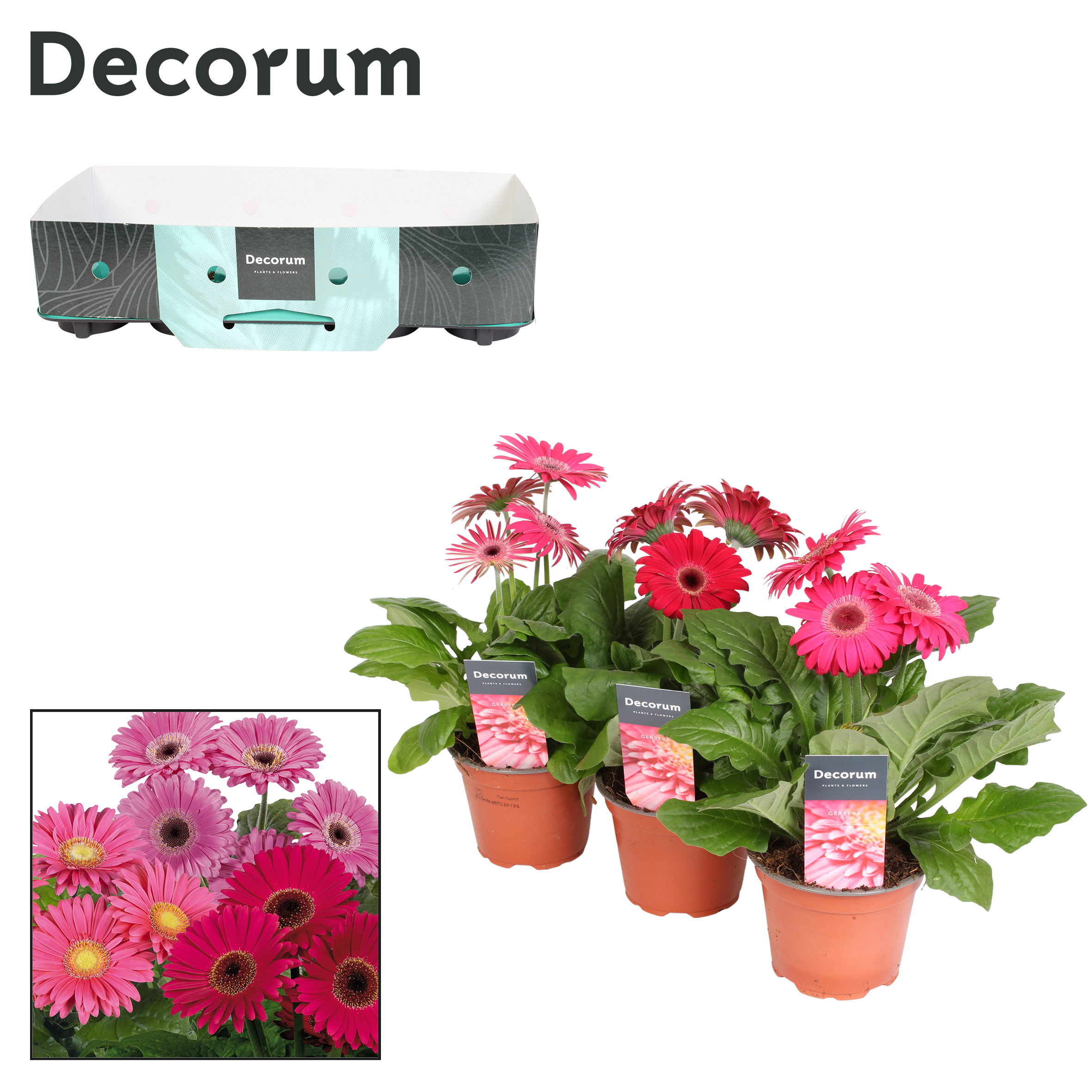 Picture of Gerbera 2+ flowers Purple potcover Decorum P12 22CM