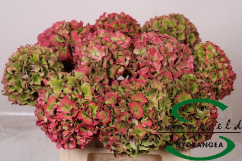 Hydrangea Rodeo Classic Pink 40cm 15Ø