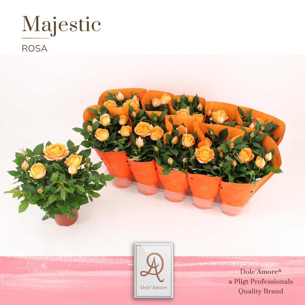 Picture of Rosa Kordana Grande Orange DolcAmore Majestic P12 29CM