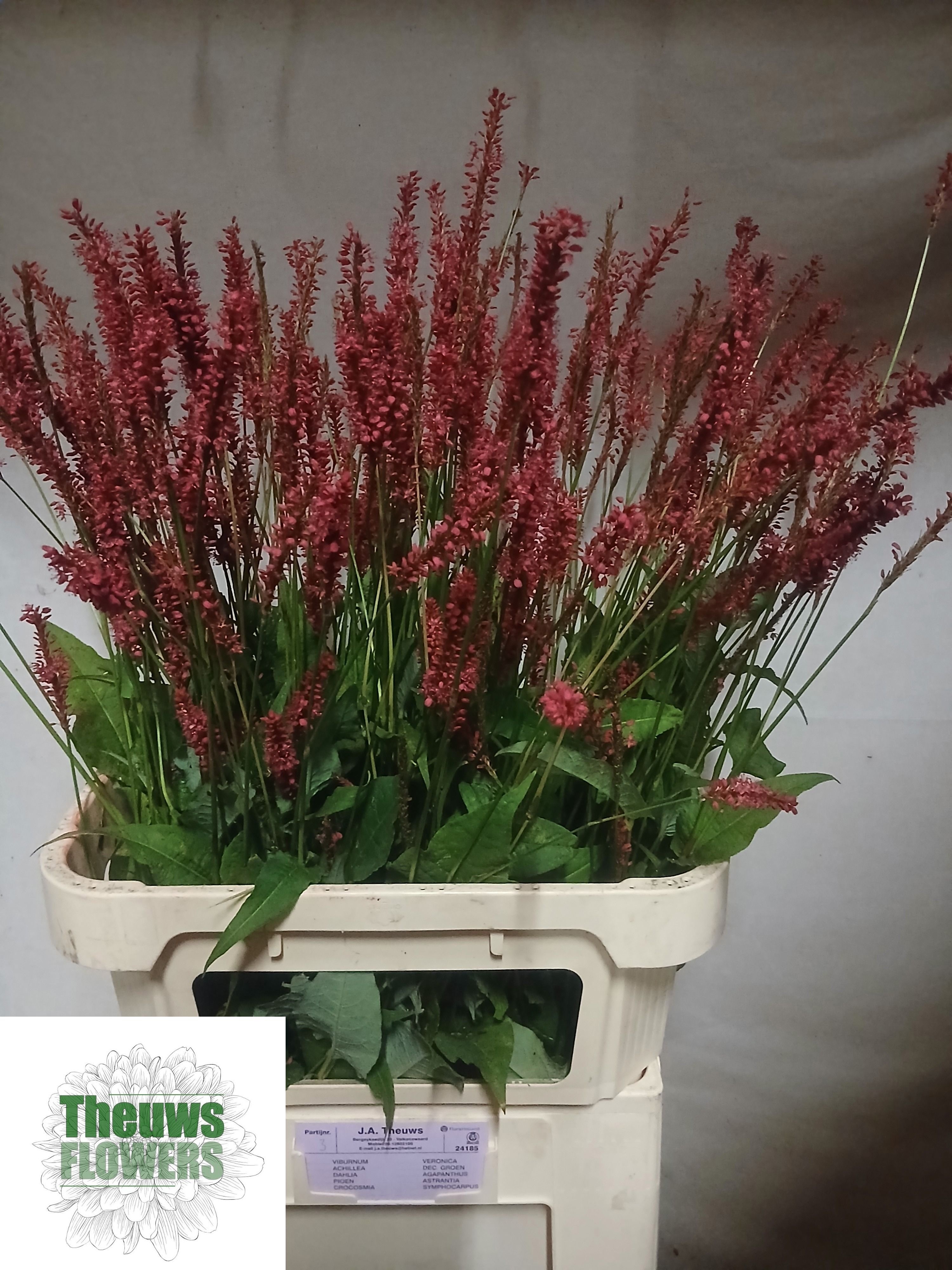 Persicaria Firedance 80cm