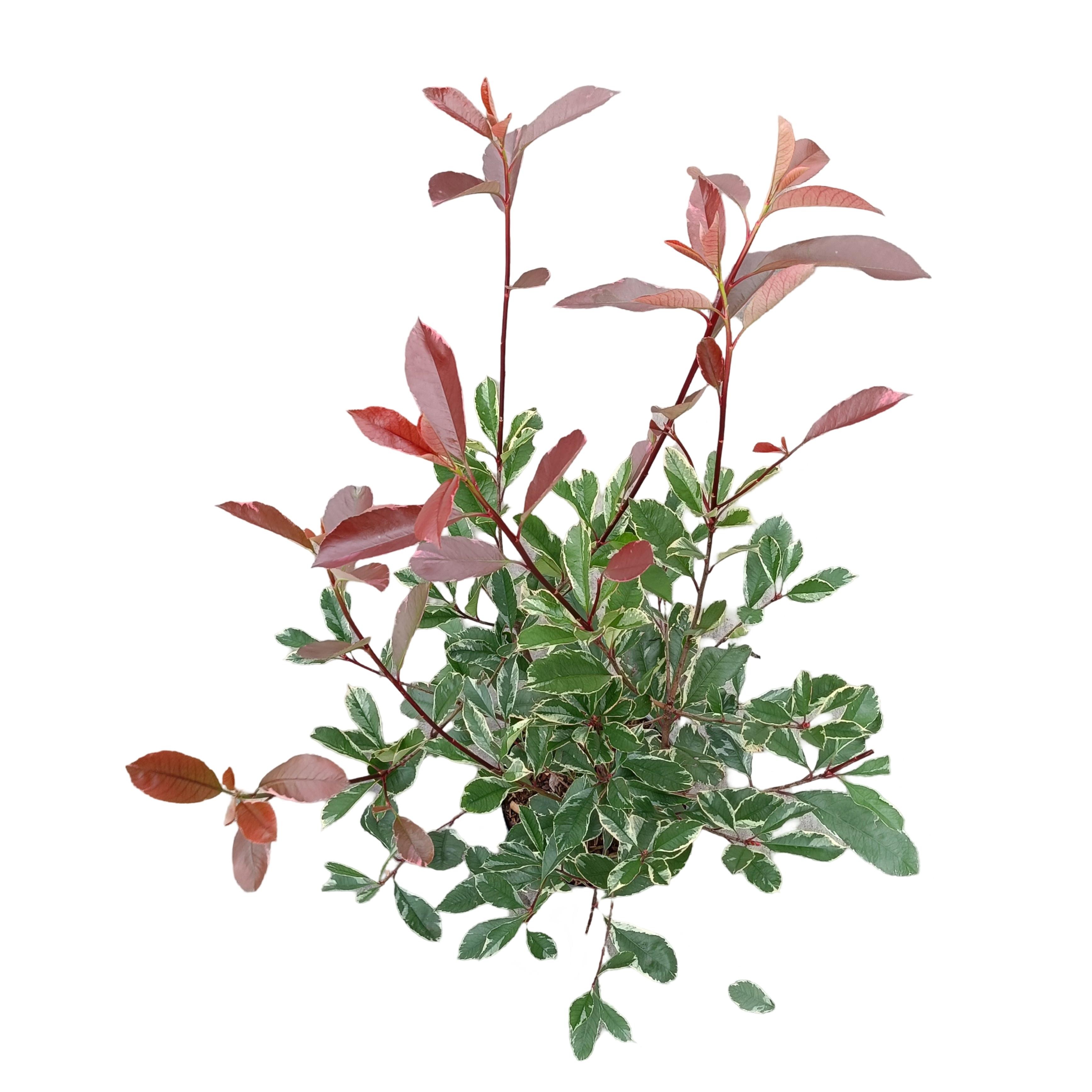 Picture of Photinia fraseri 'Louise'® C5