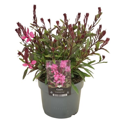 Gaura Gaudi Light Pink p17 Florizon