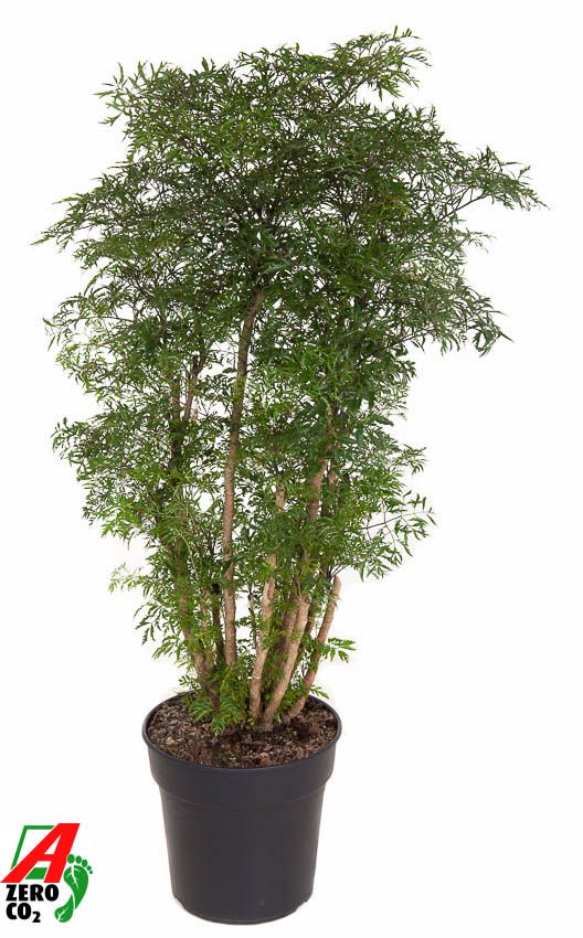 Polyscias 'Ming' vertakt