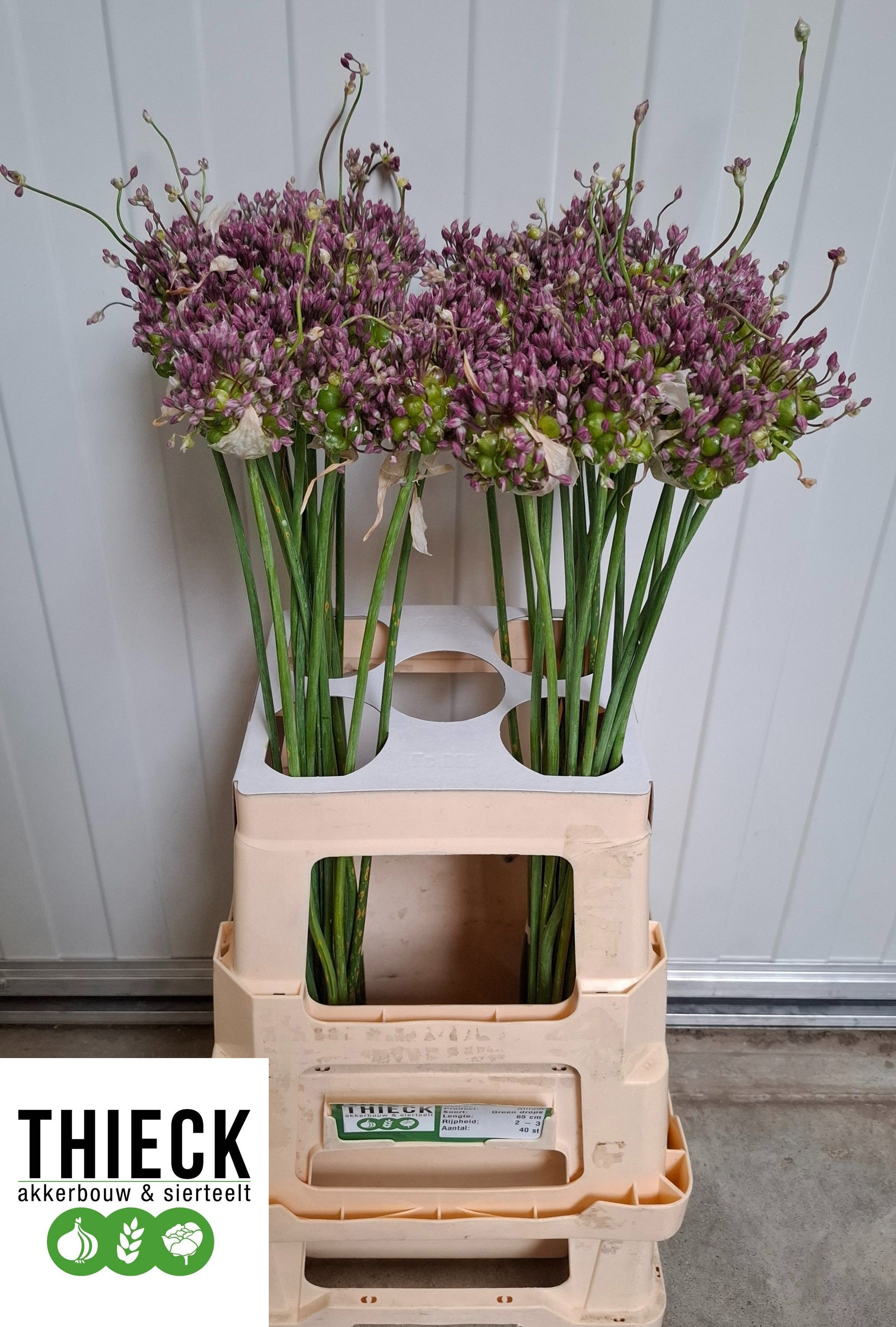 Allium Green Drops