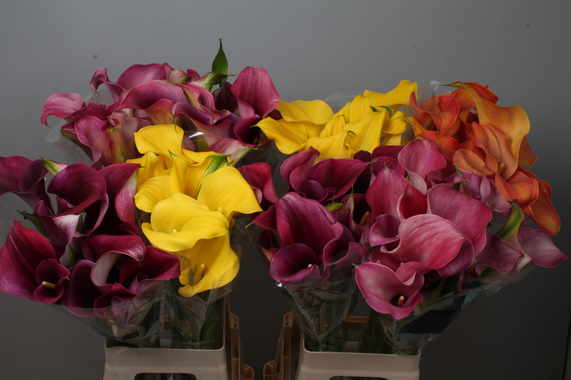 Calla Assorted 70cm