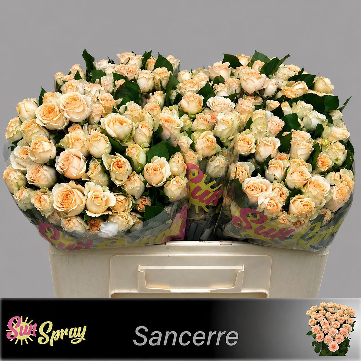Rosa Spr Sancerre 50cm