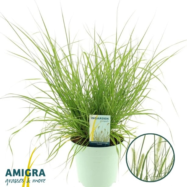 Picture of Pennisetum alopecuroides 'Hameln'