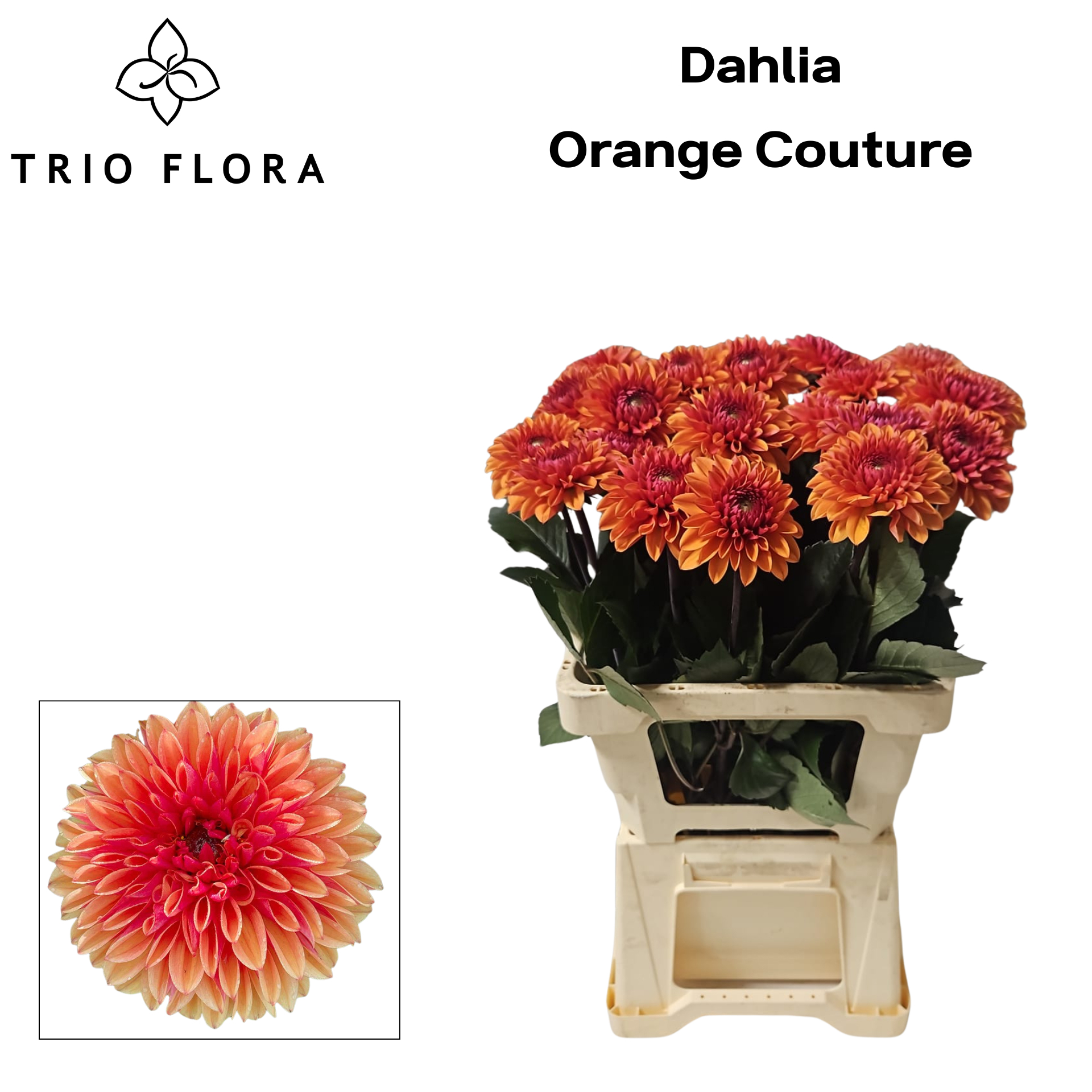 Dahl Orange Couture 996