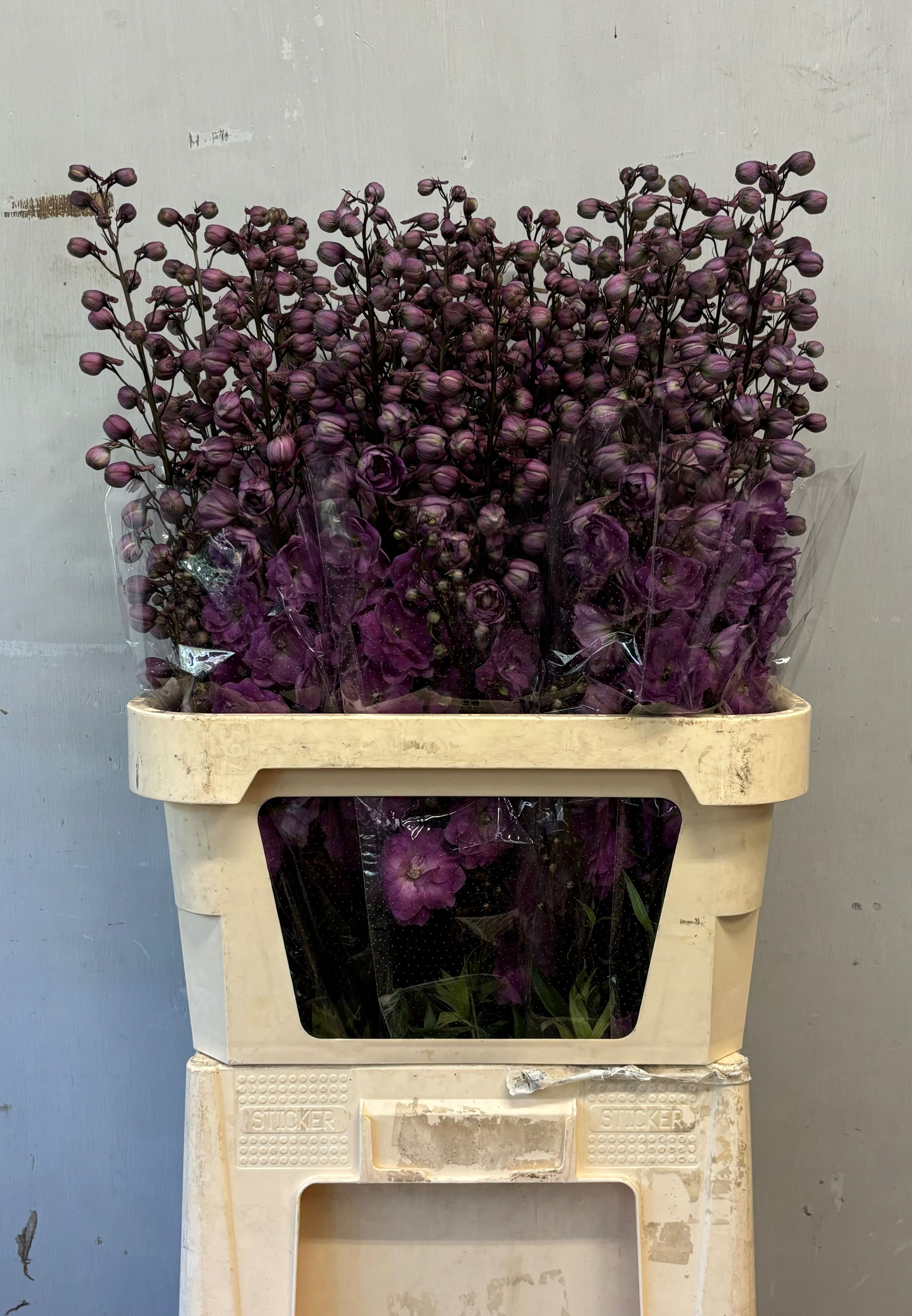 Delph Du Devo Magent 90L.cm 23bloei