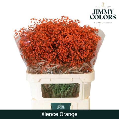 Gyps Xlence L80 Orange