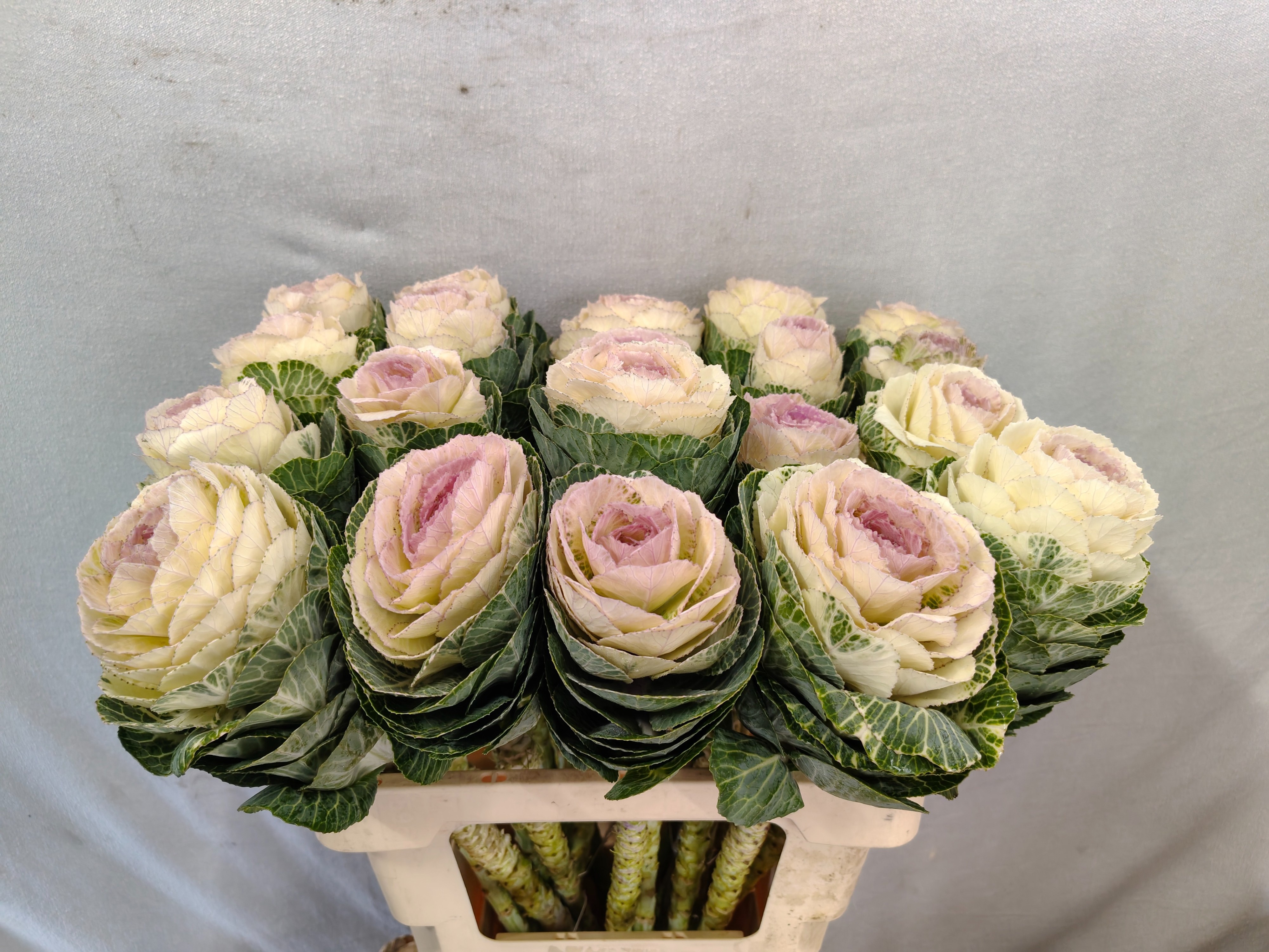 Brassica Condor White 60cm
