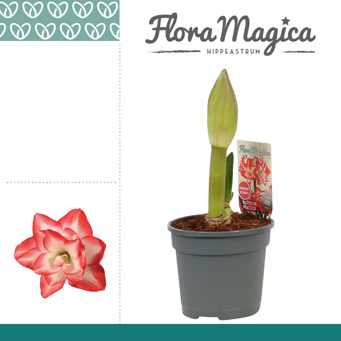 Amaryllis Blossom Peacock 2 Knop
