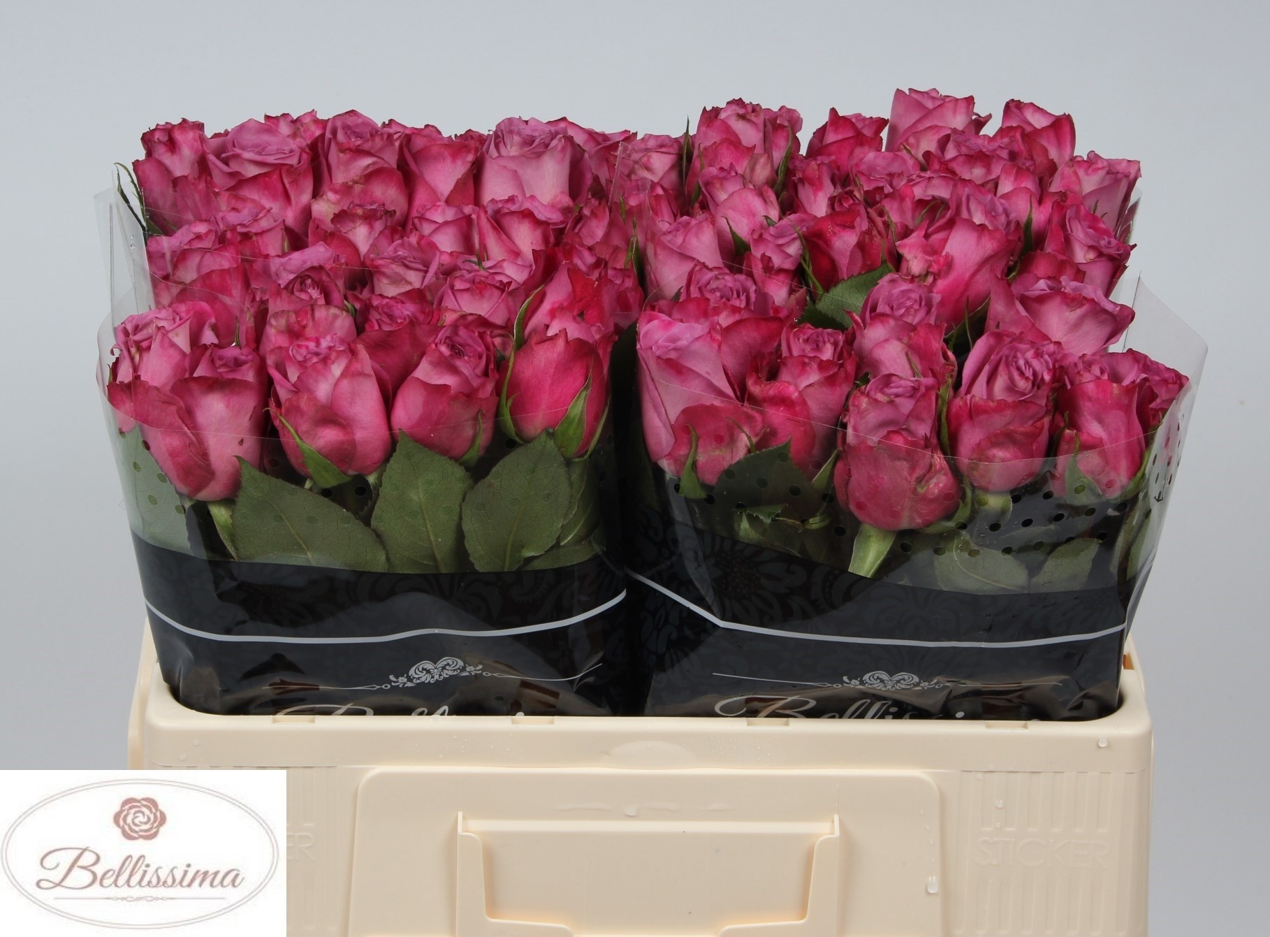 Rosa Moody Blues! 50cm