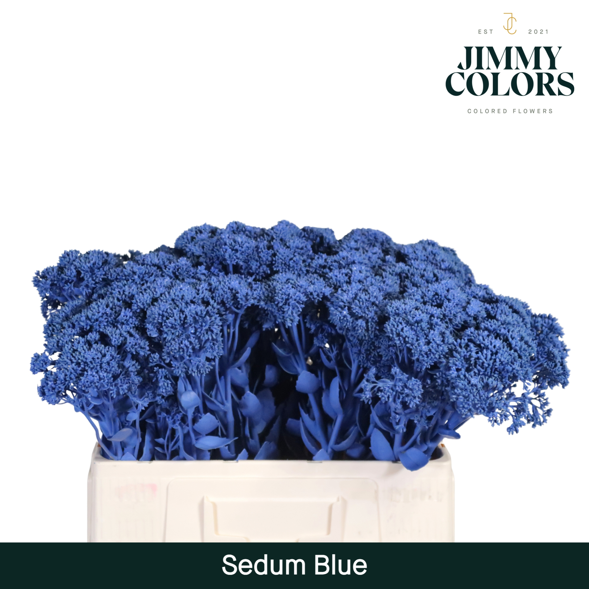 Sedum L55 Blue