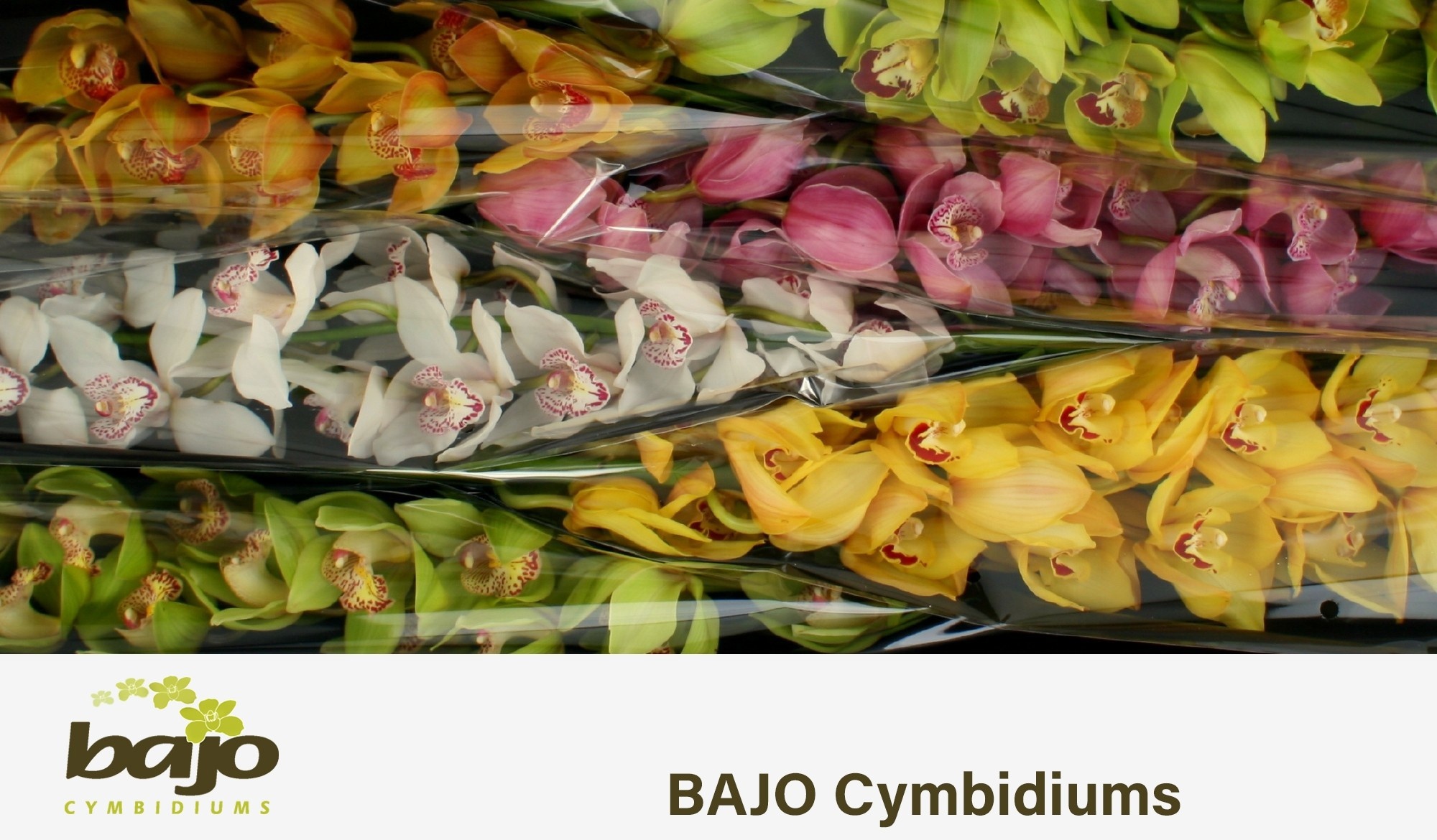 Cymbidium Asst 13bl