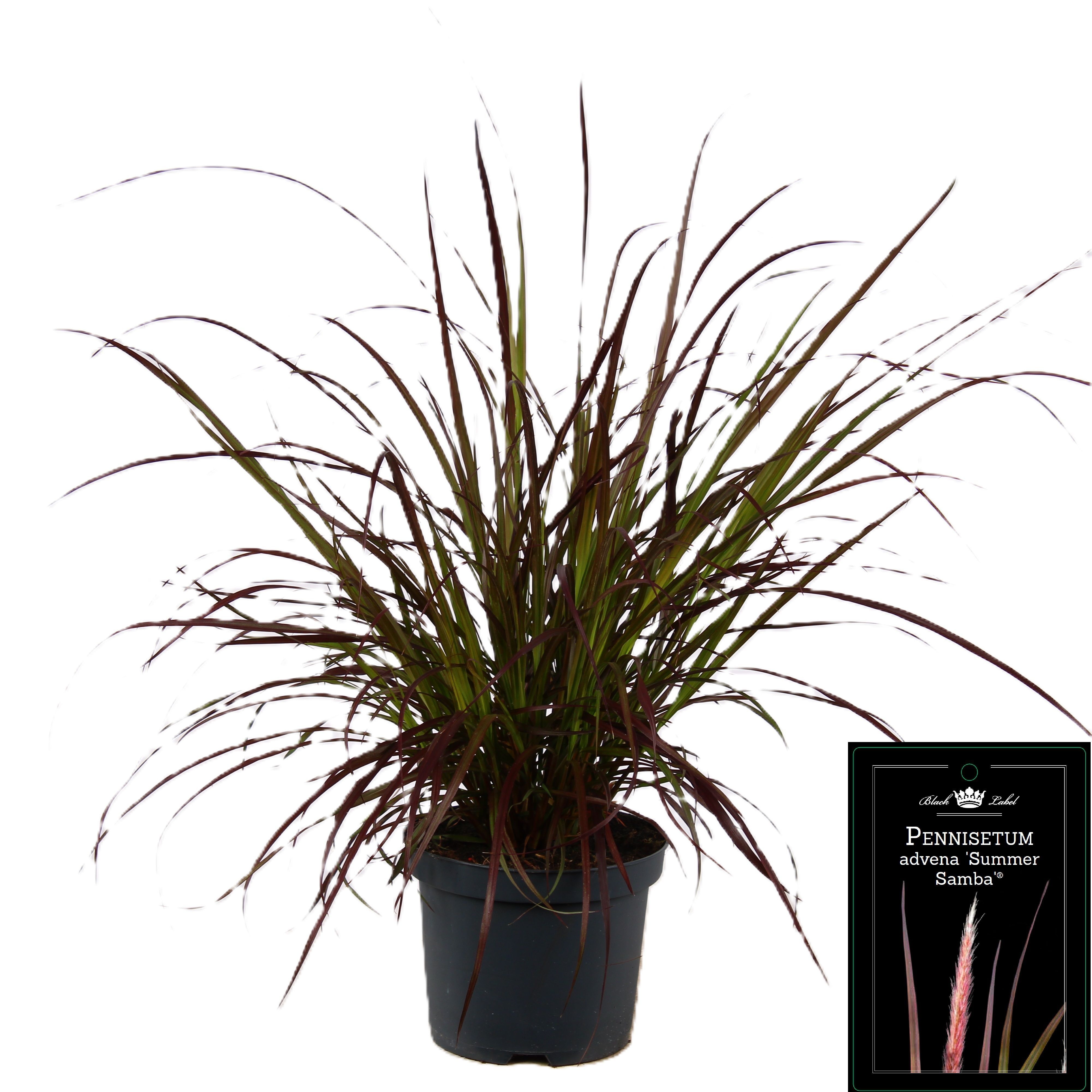 Picture of Pennisetum x advena Summer Samba